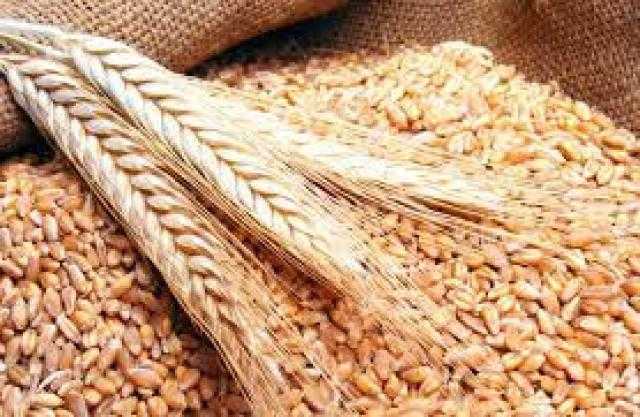 مصر تستهدف رفع مستوى الاكتفاء الذاتي من القمح إلى 65% بحلول عام 2025