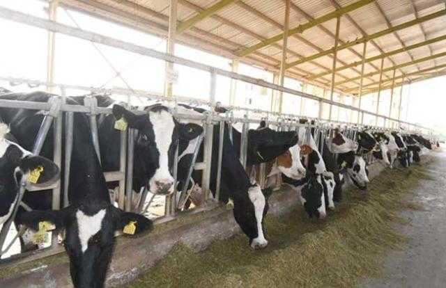 الزراعة: صندوق التأمين على الماشية يصرف تعويضات 100% من قيمة الحيوان