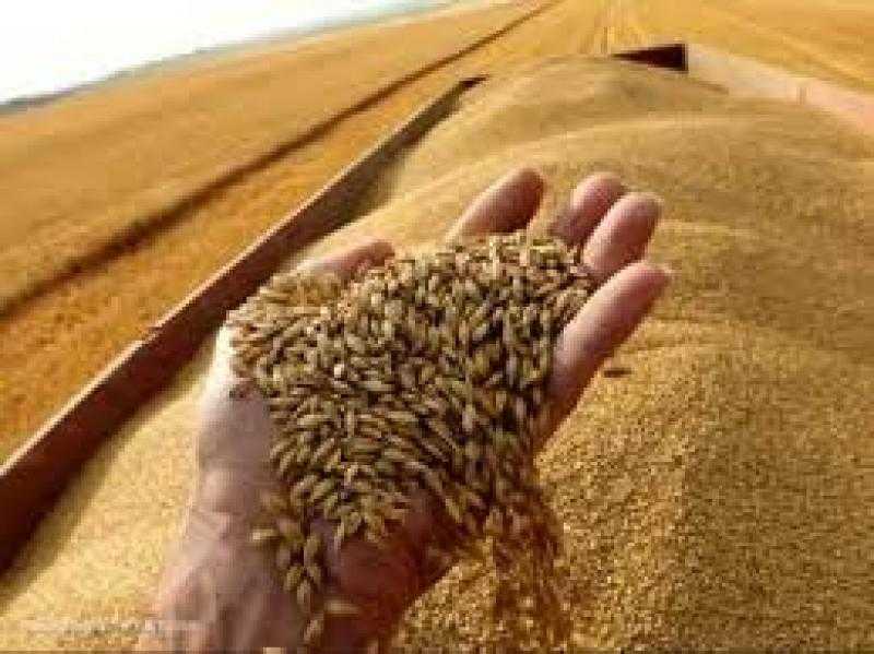 البورصة المصرية للسلع تنطلق غدا بطرح القمح للمطاحن