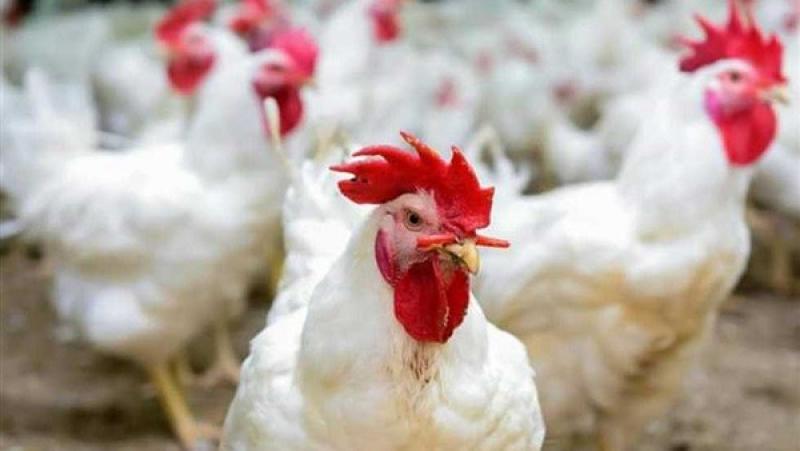 شعبة الدواجن: تراجع أسعار الفراخ 25 % منتصف مارس مع إنتاج 4.5 مليون طائر