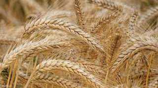 وزير الزراعة يعلن استعدادات حصاد القمح 2026: 2500 جنيه للإردب وصرف المستحقات خلال 48 ساعة